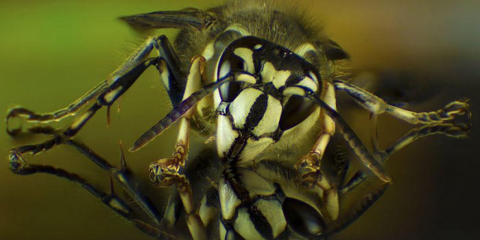 Il n'y a pas pire que ces 10 piqÃ»res d'insectes