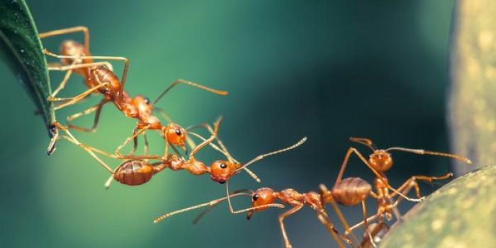 Il n'y a pas pire que ces 10 piqÃ»res d'insectes