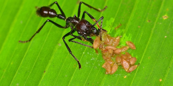 Il n'y a pas pire que ces 10 piqÃ»res d'insectes