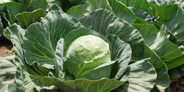 9 aliments qui donnent une mauvaise odeur