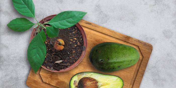 7 secrets insoupçonnés de l'avocat que les nutritionnistes adorent