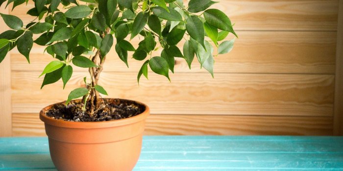 Chiens : ces 7 plantes toxiques qu'ils ne doivent surtout pas manger