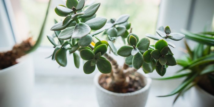 Chiens : ces 7 plantes toxiques qu'ils ne doivent surtout pas manger