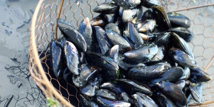 Quels fruits de mer contiennent le plus de microplastiques ?