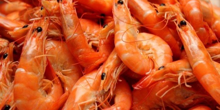Quels fruits de mer contiennent le plus de microplastiques ?