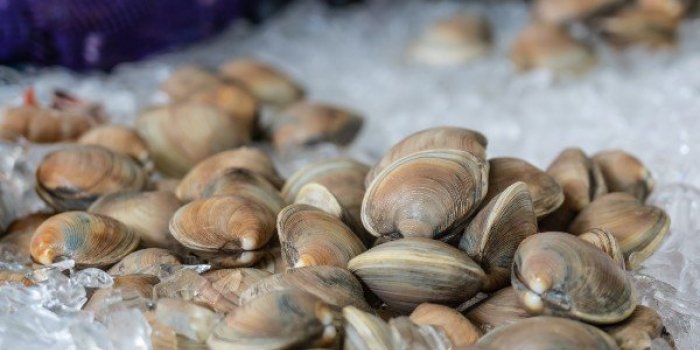 Quels fruits de mer contiennent le plus de microplastiques ?