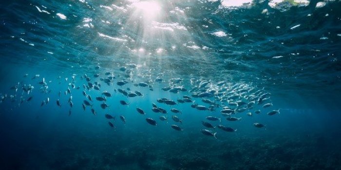Quels fruits de mer contiennent le plus de microplastiques ?