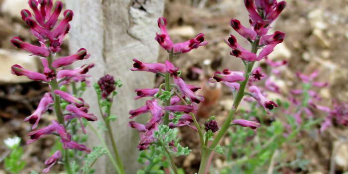 7 plantes pour apaiser et renforcer votre santÃ© intestinale