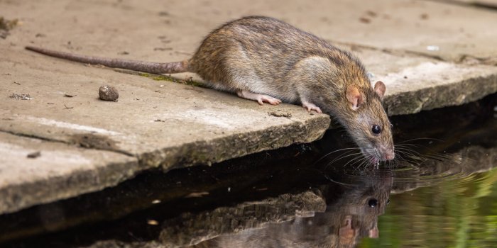 Ces maladies quâon attrape à cause des animaux (et comment sâen protéger)