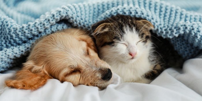 Sommeil : 5 conseils pour se rendormir lorsque lâon se réveille la nuit