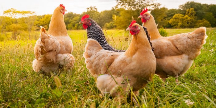 15 astuces pour repousser les tiques dans votre jardin