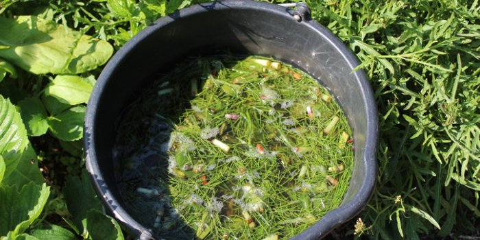15 astuces pour repousser les tiques dans votre jardin