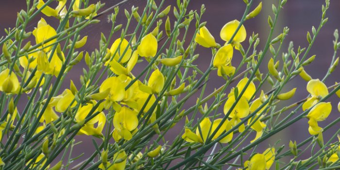 15 astuces pour repousser les tiques dans votre jardin