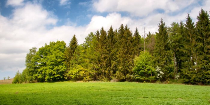 15 astuces pour repousser les tiques dans votre jardin