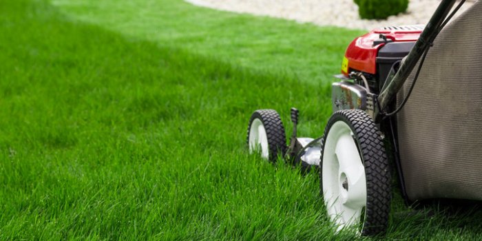 15 astuces pour repousser les tiques dans votre jardin