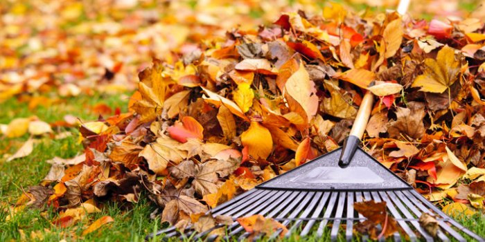 15 astuces pour repousser les tiques dans votre jardin