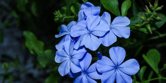 Fleurs de Bach : 7 élixirs pour gérer ses émotions