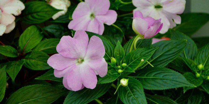 Fleurs de Bach : 7 élixirs pour gérer ses émotions