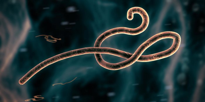 Pandémie : 9 virus qui inquiètent l'OMS