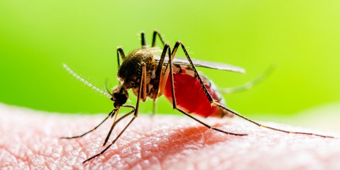 Pandémie : 9 virus qui inquiètent l'OMS
