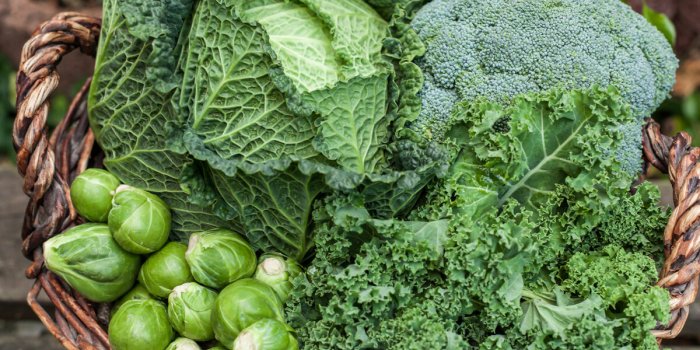various green cabbages in basket winter seasonal vegetables on daylight