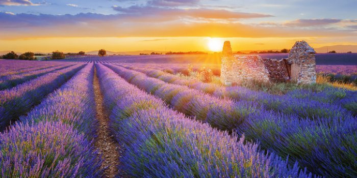 Pollens de graminées : 33 départements en alerte rouge