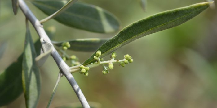 Gemmothérapie : 5 bourgeons qui baissent votre cholestérol