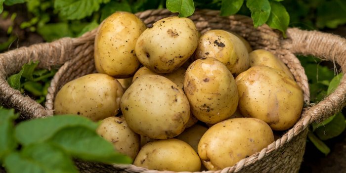 Les 7 lÃ©gumes les plus riches en fibres