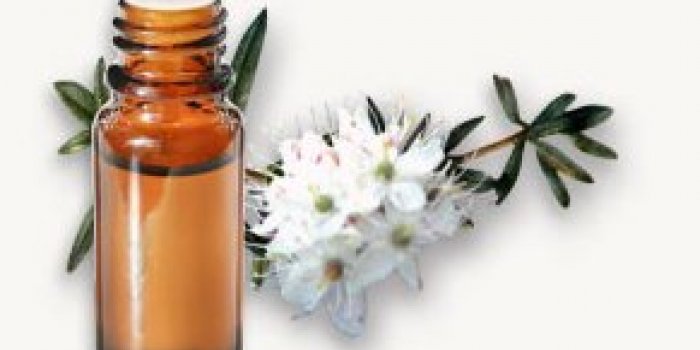 DÃ©tox du foie : 8 plantes pour le nettoyer 