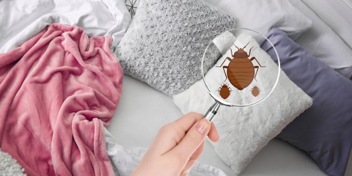 5 signes que votre chambre dâhôtel est infestée par les punaises de lit