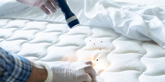 5 signes que votre chambre dâhôtel est infestée par les punaises de lit