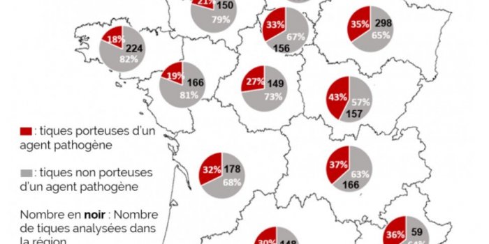 Maladie de Lyme : les régions où les tiques sont les plus dangereuses