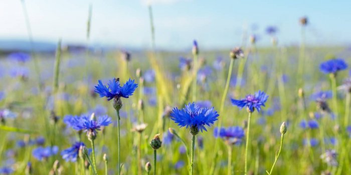 5 plantes pour prendre soin de sa vue