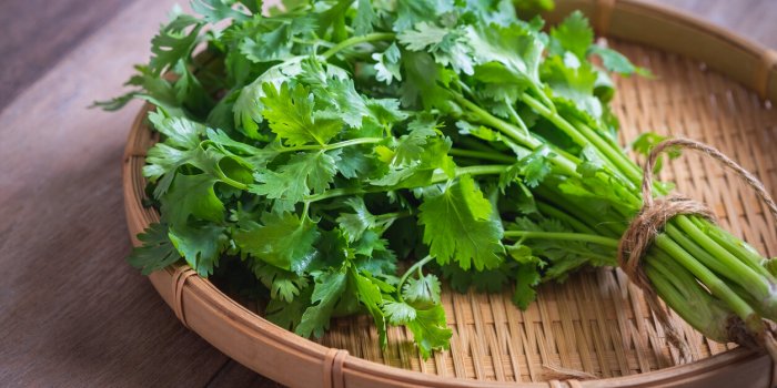 8 herbes aromatiques d'été qui allient goût et santé !Â