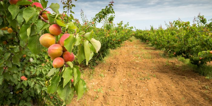 Dans quels pays d'Europe trouve-t-on le plus de pesticides, dÃ©lÃ©tÃ¨res Ã  la santÃ© ?