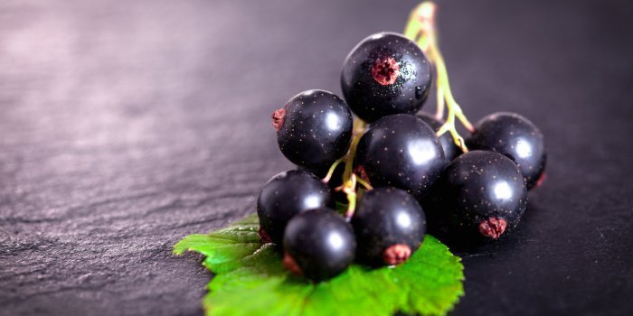 black currant on green leaf