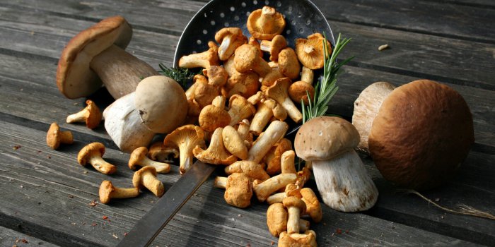 Les bienfaits santé des champignons