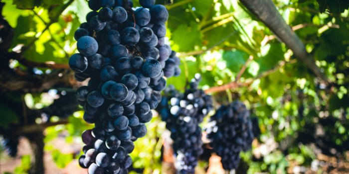 Les fruits quâil vaut mieux consommer bio en 2024