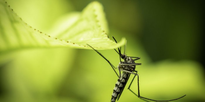 6 insectes frÃ©quents dans votre jardin et nuisibles pour l'Homme