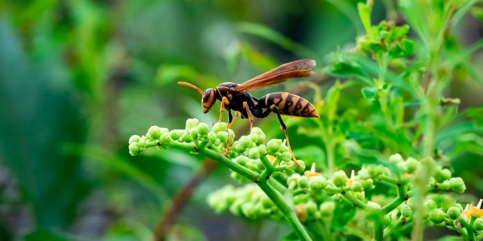 6 insectes frÃ©quents dans votre jardin et nuisibles pour l'Homme