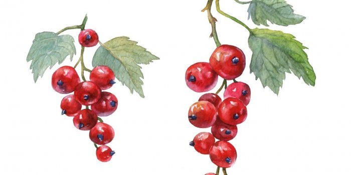 Parkinson : le farnesol, présent dans les fruits, pourrait prévenir la maladie
