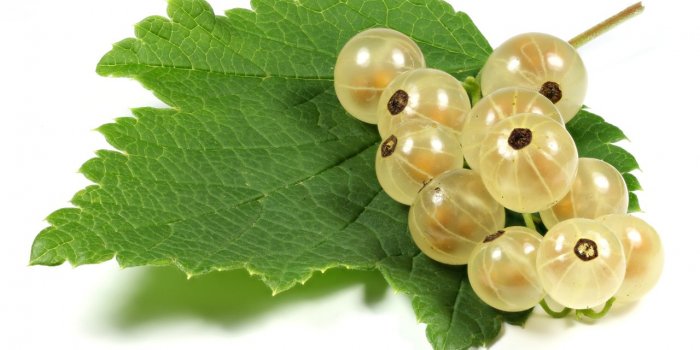 Parkinson : le farnesol, présent dans les fruits, pourrait prévenir la maladie