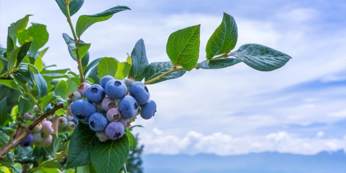 Parkinson : le farnesol, présent dans les fruits, pourrait prévenir la maladie