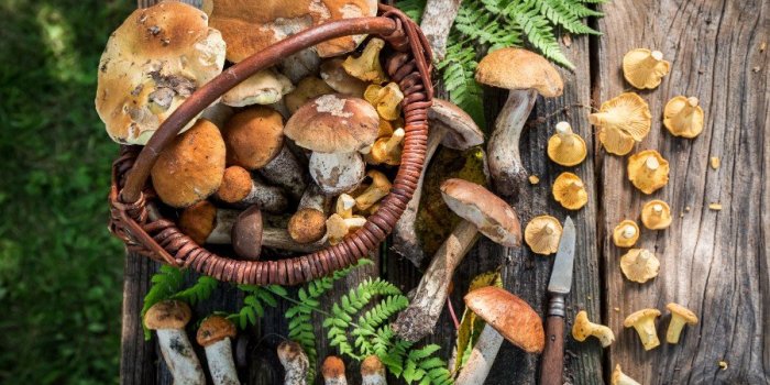 Champignons : 15 conseils pour Ã©viter lâintoxication