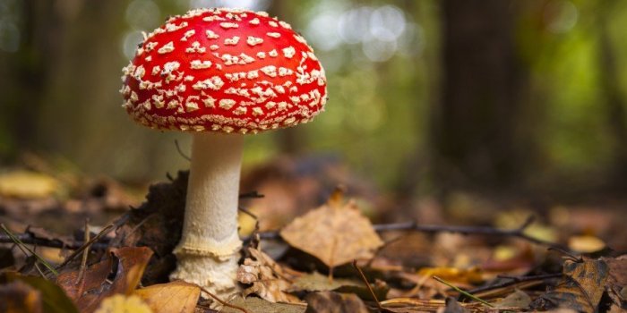 Champignons : 15 conseils pour Ã©viter lâintoxication