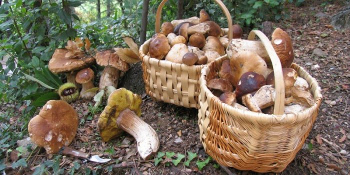 Champignons : 15 conseils pour Ã©viter lâintoxication