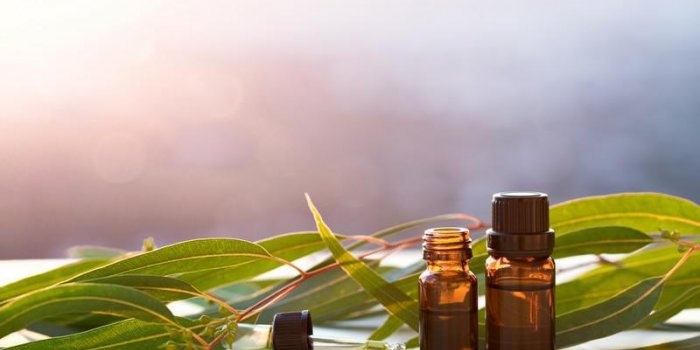 L'huile essentielle d'eucalyptus citronnÃ© rÃ©pulsive