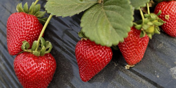 7 aliments anti cancer du pancréas