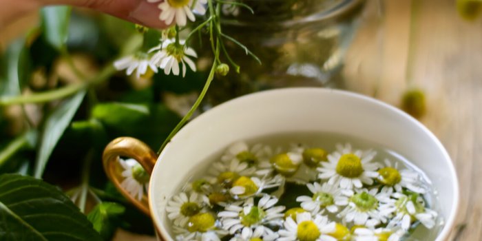 DÃ©mangeaisons : 6 plantes anti-grattage (et une recette complÃ¨te bonus) !Â 