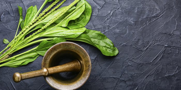 DÃ©mangeaisons : 6 plantes anti-grattage (et une recette complÃ¨te bonus) !Â 